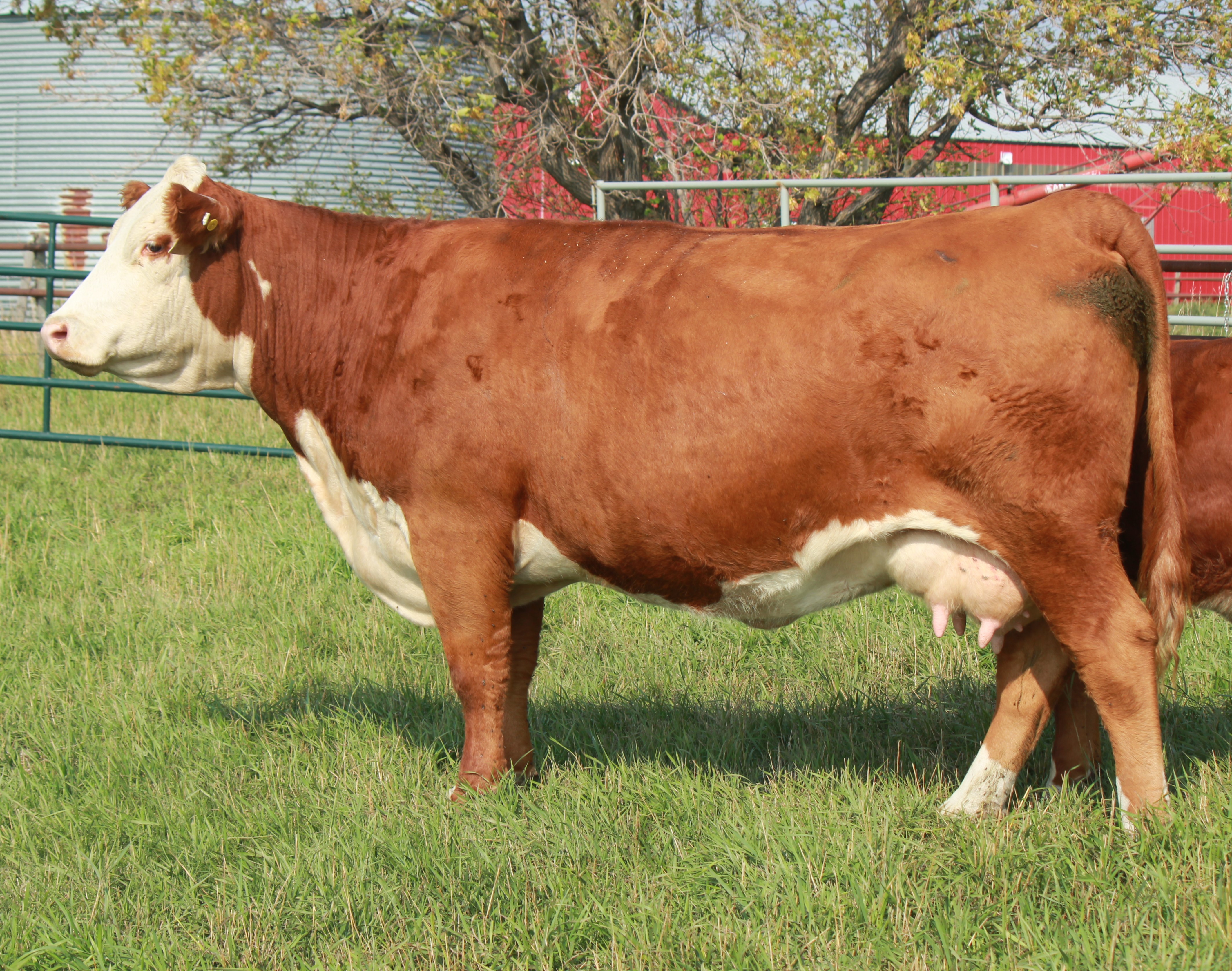 Sire Image
