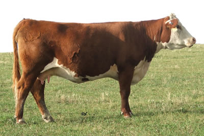Sire Image