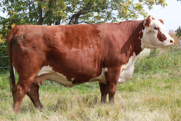 Sire Image