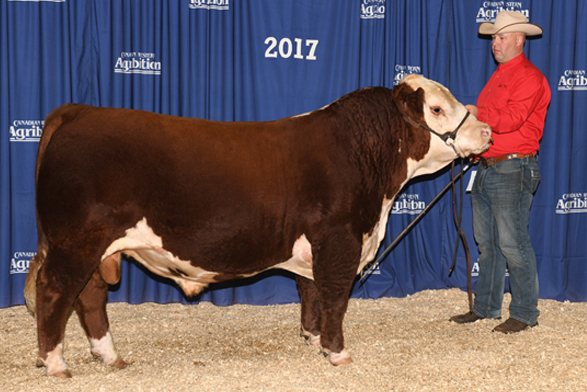 Sire Image