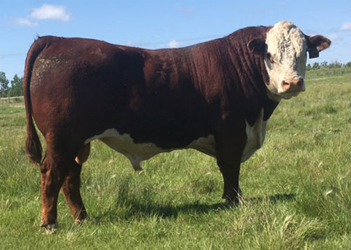 Sire Image