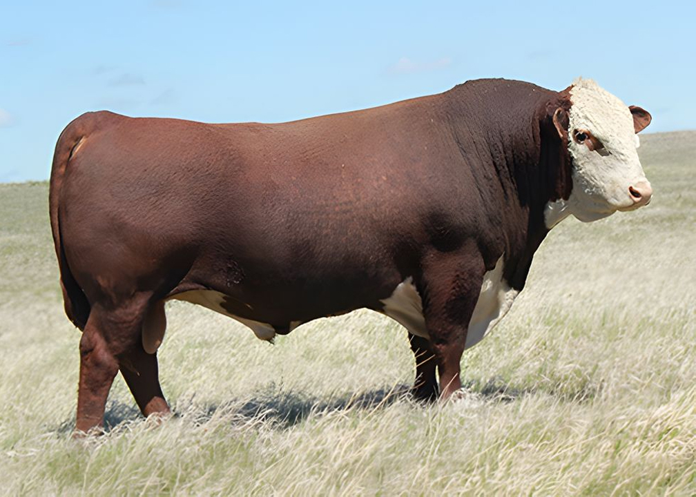 Sire Image