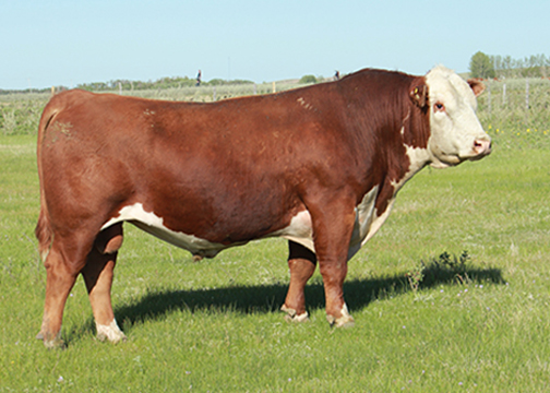 Sire Image