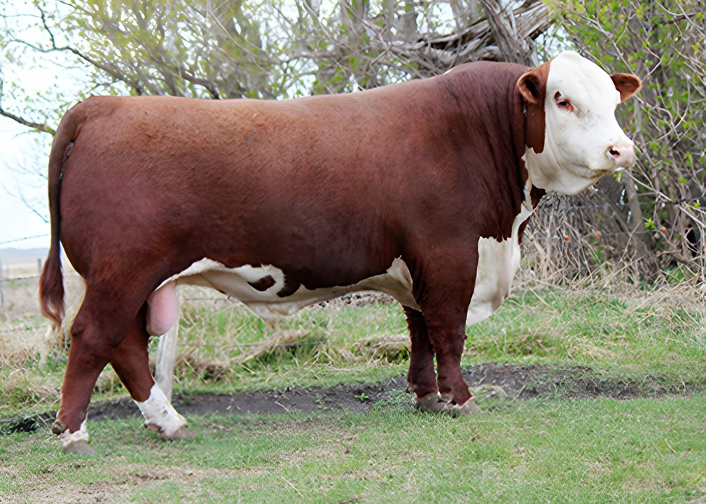 Sire Image